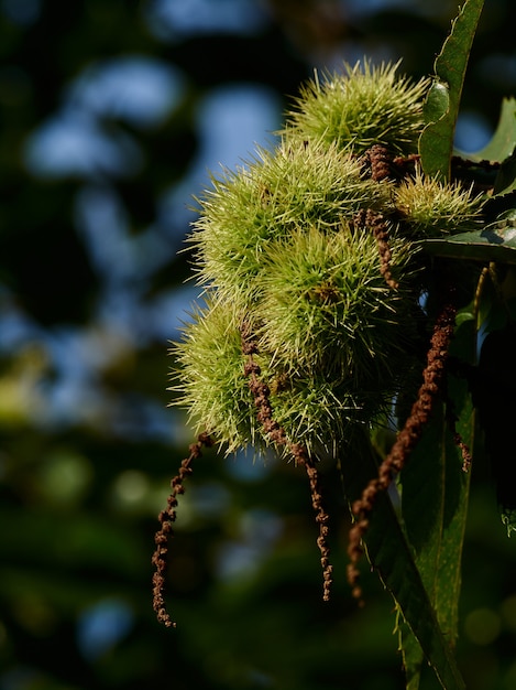 Foto ramo de castanheiro com a defesa espinhosa do seu fruto