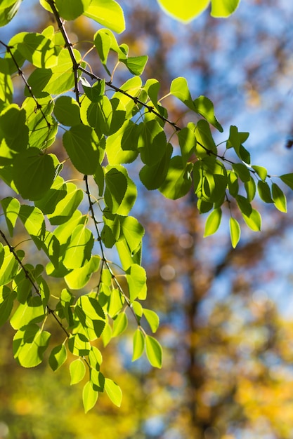 Ramo de Cercidiphyllum japonicum