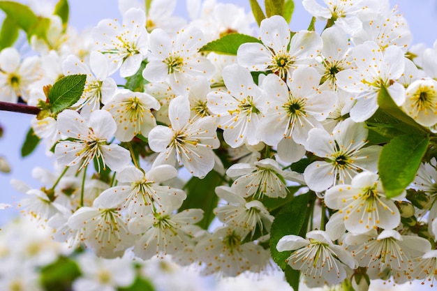 Ramo de cereja com flores brancas em um fundo de céu azul