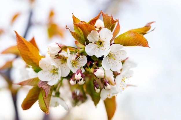 Ramo de cereja doce com flores brancas e folhas frescas jovens sobre fundo claro