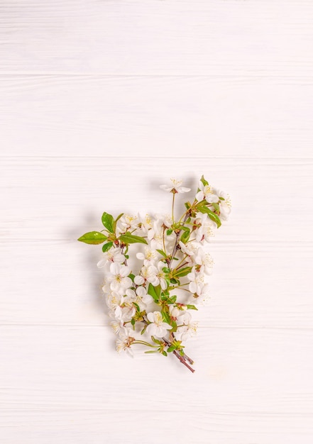 Foto ramo de cereja florescendo em branco