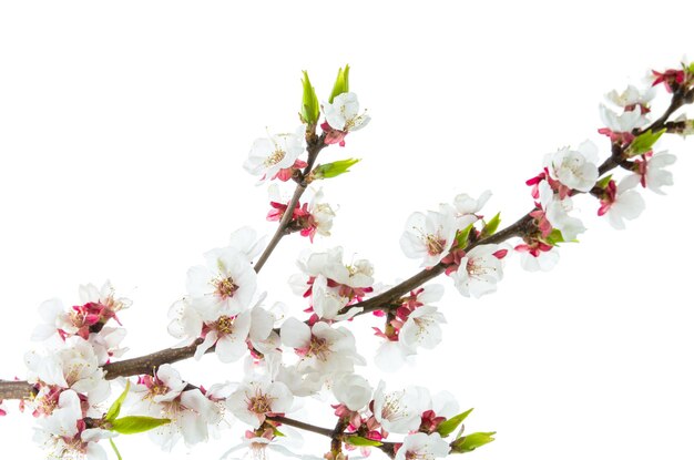 Ramo de cereja ou damasco florescendo com flores de primavera rosa e Bud isolado no fundo branco