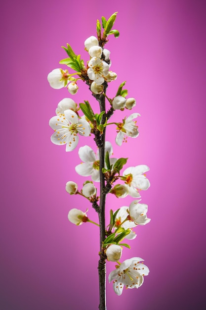 Ramo de cerejeira com botões de flores desabrochando em um fundo rosa