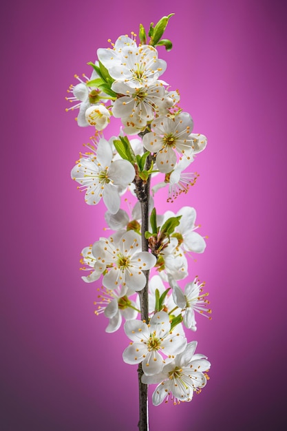 Ramo de cerejeira com botões de flores desabrochando em um fundo rosa