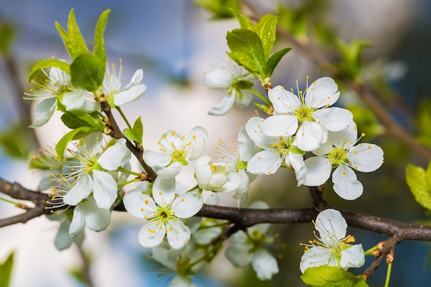 Ramo de cerejeira em flor com folhas verdes