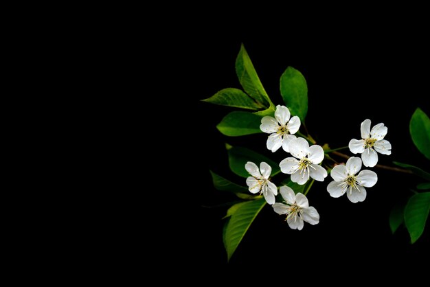 Ramo de cerejeira em flor. flores brancas da primavera. árvore do vinho em flor.