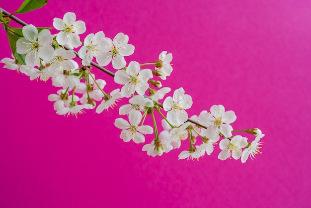 Ramo de cerejeira em flor. Flores brancas da primavera. Árvore do vinho em flor.
