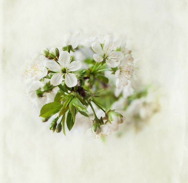 ramo de cerejeira em flor