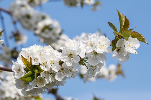 Ramo de cerejeira no período de floração da primavera com pomar turva no fundo. Foco seletivo em flores.