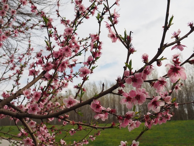 Ramo de damasco ou pêssego com flores na primavera Uma abelha zumbindo está apreciando o lindo cenário rosa Flores de primavera roxas rosa