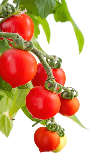 Ramo de delicioso tomate cereja fresco isolado