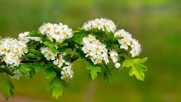 Ramo de espinheiro com flores brancas em um campo sobre fundo desfocado, flores de espinheiro