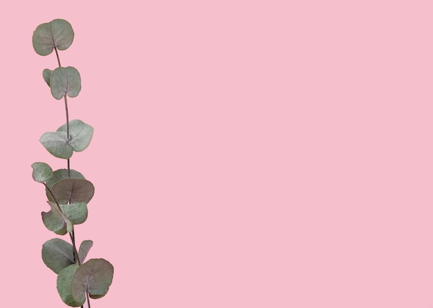 Ramo de eucalipto isolado no espaço de cópia de fundo rosa