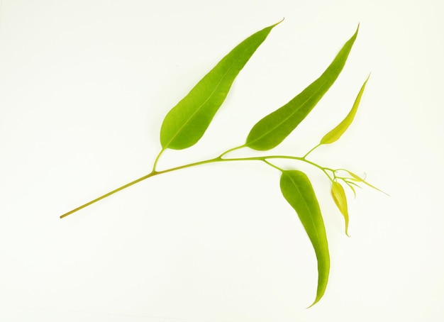 ramo de eucalipto verde jovem com folhas frescas isoladas em branco close-up. Para design de decoração floral