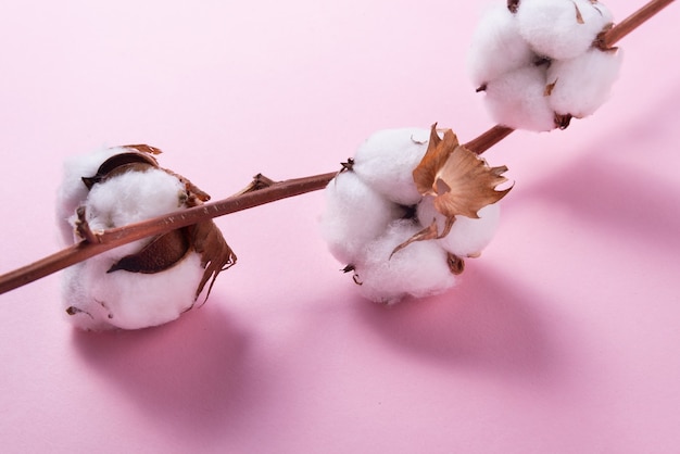 Foto ramo de flor de algodão em fundo rosa