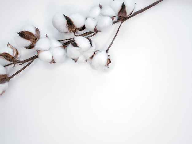 Ramo de flor de algodão no fundo branco com espaço de cópia