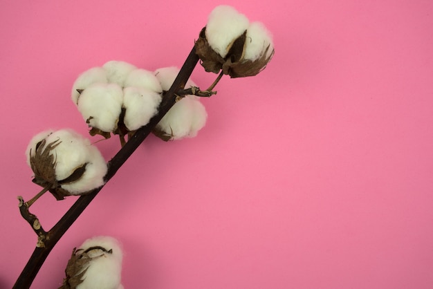 Foto ramo de flor de algodão plano sobre fundo rosa pastel natureza morta belas artes espaço para design