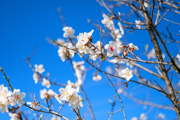 Ramo De Flor De Ameixa Na Primavera. Banner e fundo de flores da primavera e conceito de polinização.