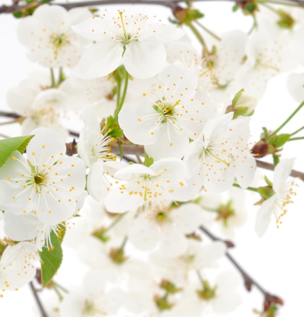 Ramo de flor de cereja