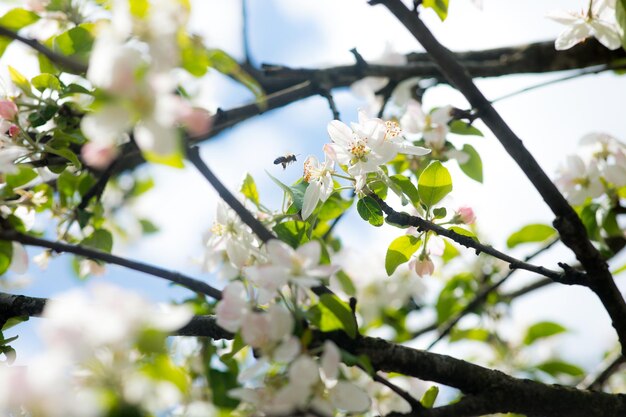 Ramo de flor de cerejeira branca em frente a um céu azul