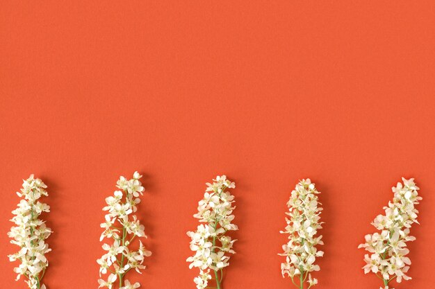 Ramo de flor de cerejeira de pássaro em fundo vermelho composição de flores de cerejeira de pássaro vista superior plana