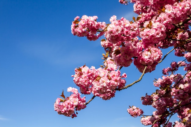 Ramo de flor de cerejeira japonesa na primavera