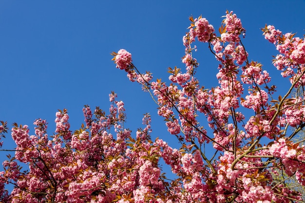 Ramo de flor de cerejeira japonesa na primavera