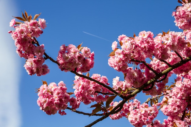 Ramo de flor de cerejeira japonesa na primavera