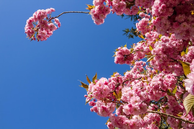 Ramo de flor de cerejeira japonesa na primavera