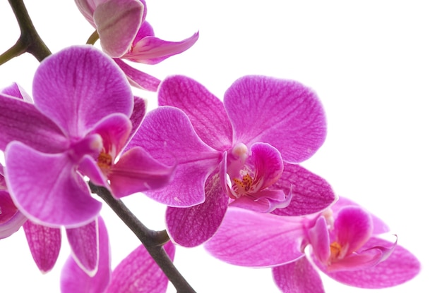 Ramo de flor de orquídea (phalaenopsis) em fundo branco