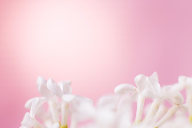 Ramo de flor lilás branco em um fundo rosa com espaço de cópia para o seu texto