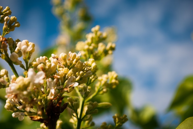 Ramo de flor lilás