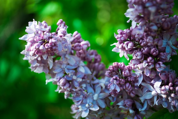 Ramo de flor lilás