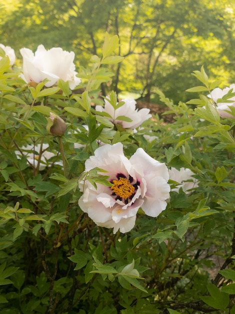 Ramo de flor semi-duplo branco peônia paeonia suffruticosa planta conhecida como paeonia rockii