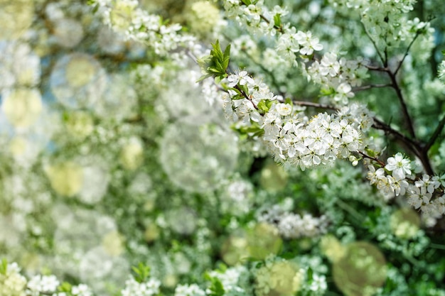 Ramo de floração da primavera em um fundo desfocado e bokeh