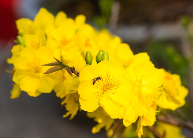 Ramo de floração de damasco amarelo com folhas jovens