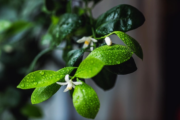 Ramo de floração de foto closeup de calamondin