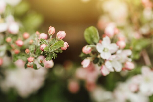 Ramo de floração de maçãs no fundo branco