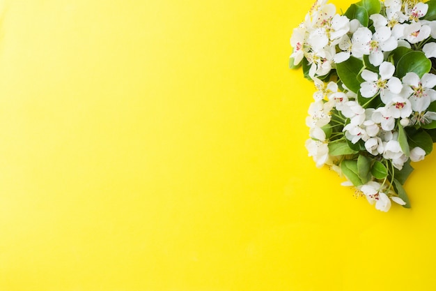 Ramo de floração de primavera em fundo amarelo