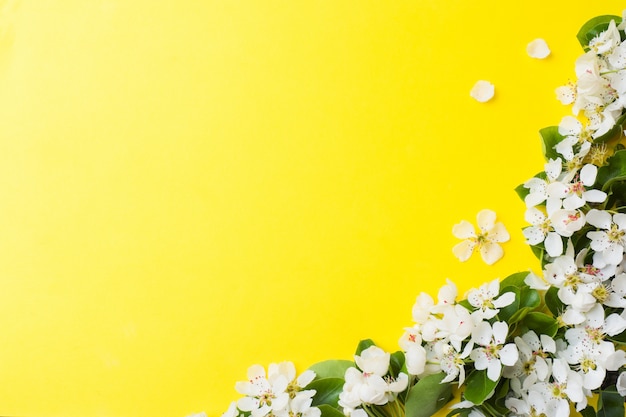 Ramo de floração de primavera em fundo amarelo