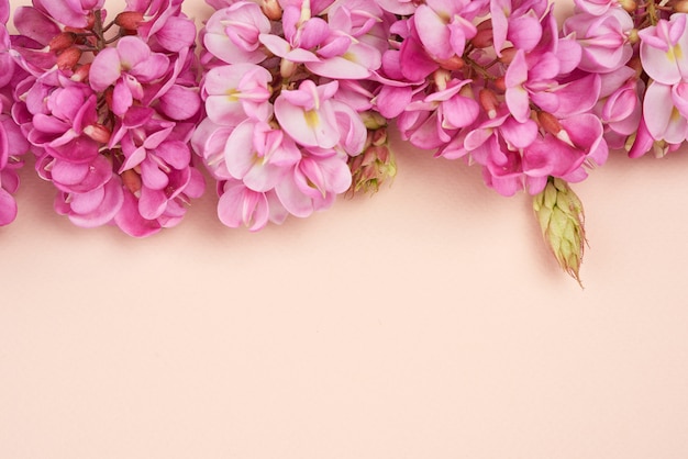 Ramo de floração Robinia neomexicana com flores cor de rosa em um espaço bege