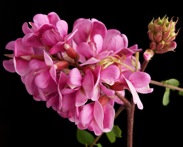 Ramo de floração Robinia neomexicana com inflorescência rosa
