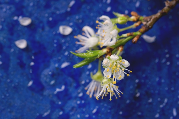 Ramo de floração