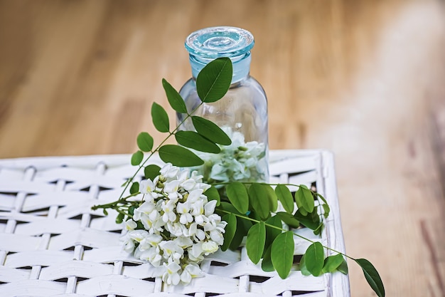 Ramo de flores brancas de acácia perto do frasco do remédio Coleta de ervas na estação