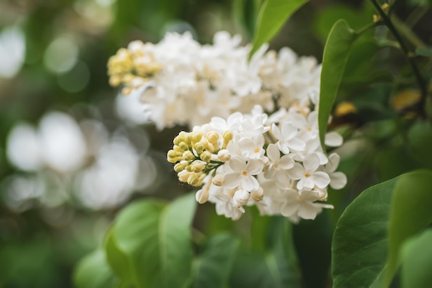 Ramo de flores brancas lilás com fundo de hipster sazonal natural floral de folhas verdes