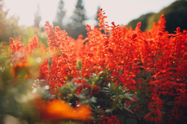 Ramo de flores coloridas no jardim de verão.