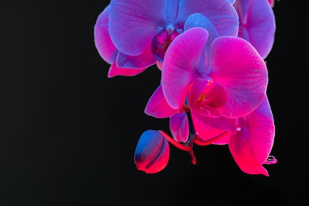 Ramo de flores da orquídea em fundo escuro na luz de neon close-up