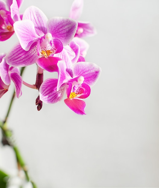 Foto ramo de flores da orquídea rosa e roxa.