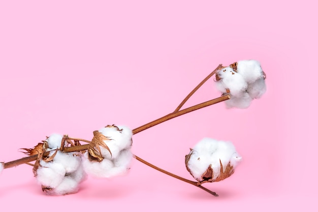 Foto ramo de flores de algodão branco isolado na rosa