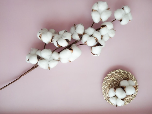 Ramo de flores de algodão com flores de algodão no fundo rosa